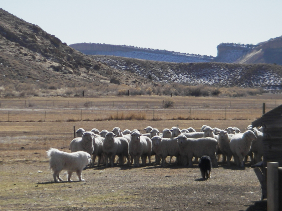 dogs herding sheep